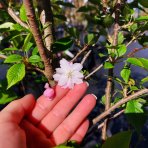 Višňa chĺpkatá (Prunus subhirtella) ´AUTUMNALIS ROSEA´ - výška: 140-170 cm, kont. C18L